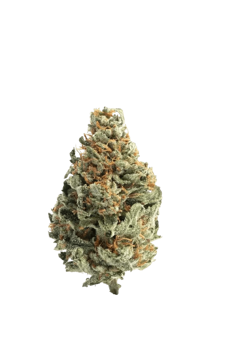 Chocolope - CANNALIZED