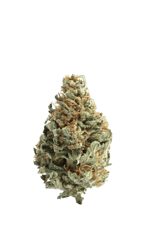 Chocolope - CANNALIZED